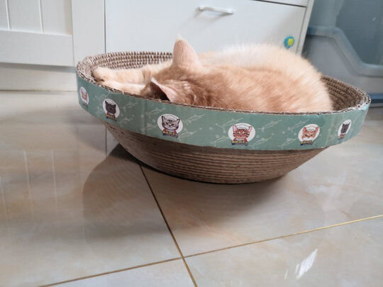 猫窝