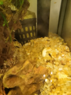 鱼缸鹅卵石
