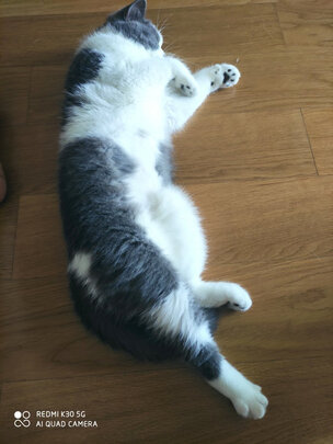 猫零食