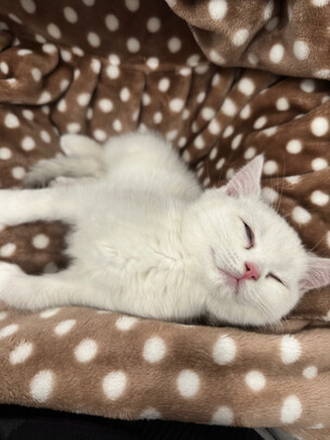 猫玩具