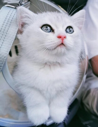 猫抓板