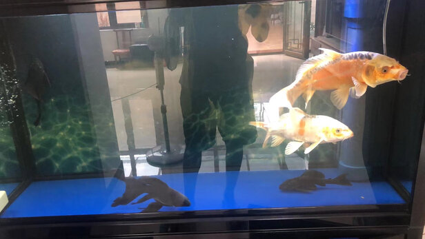 鱼缸灯led灯