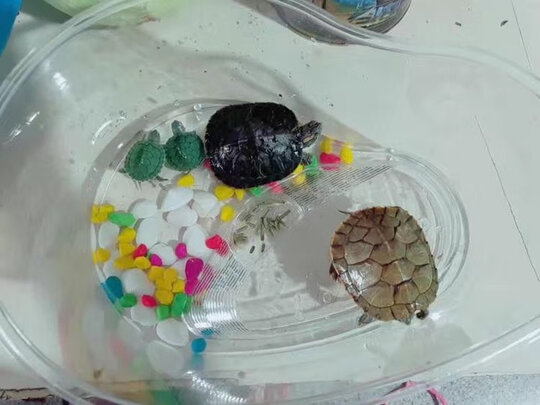 乌龟缸