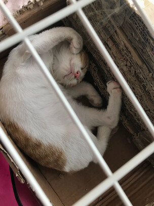 猫笼