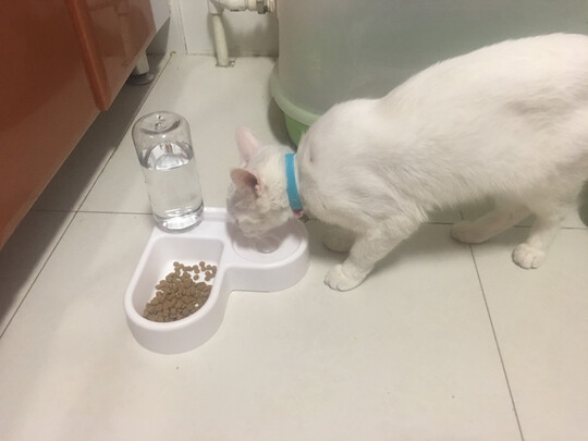 猫碗狗碗