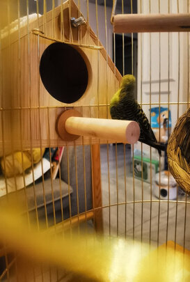 鸟笼