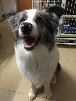 狗绳