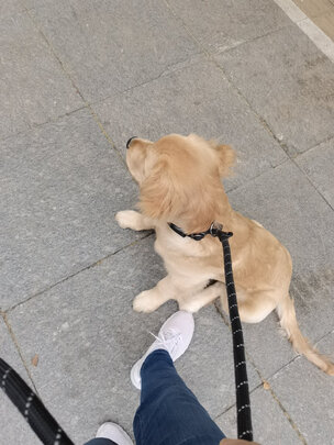 狗狗牵引绳