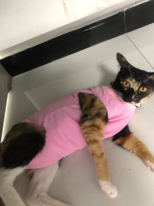 猫咪手术服