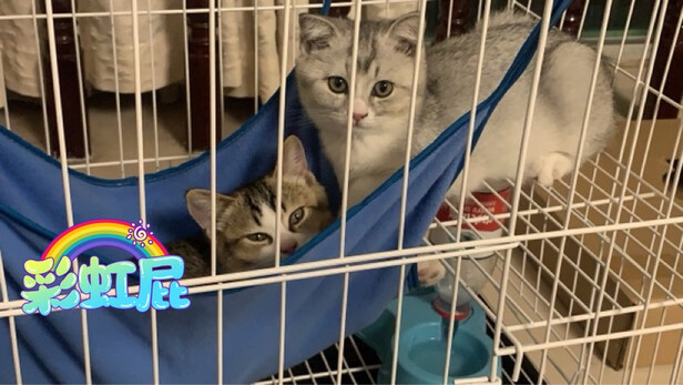  猫笼