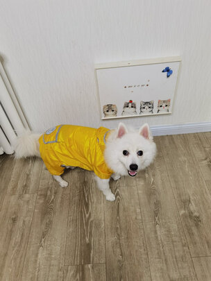 狗狗雨衣