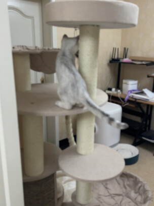 猫爬架