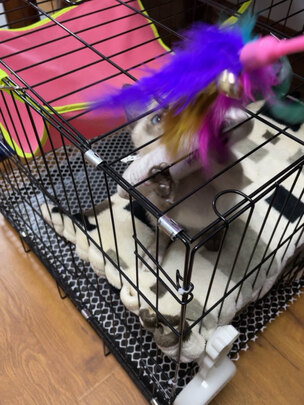  猫笼