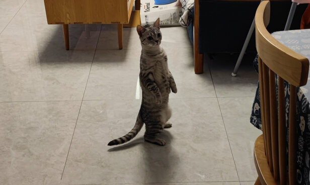 猫砂铲