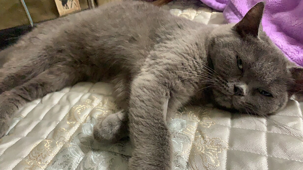 豆腐猫砂