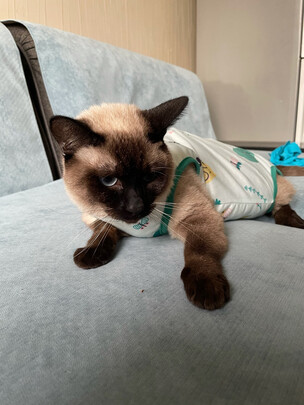 猫咪手术服