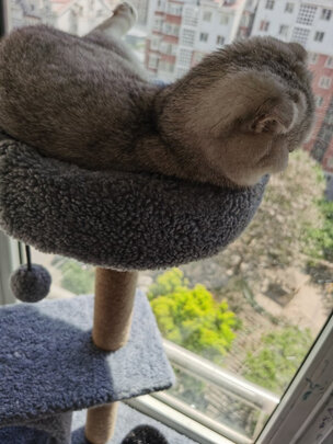 猫爬架
