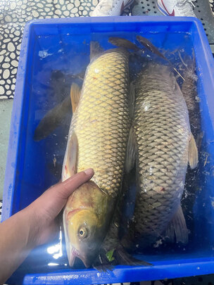 矶竿