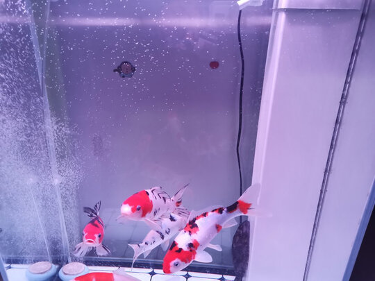 鱼缸消毒液