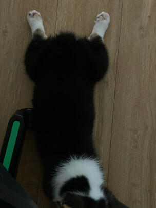 狗狗牵引绳