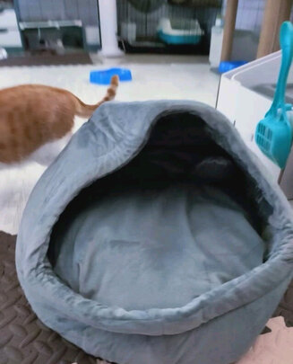 猫窝