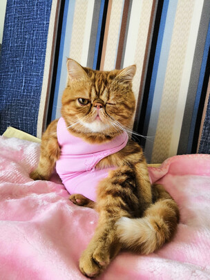 猫咪手术服