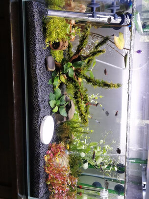 水草泥