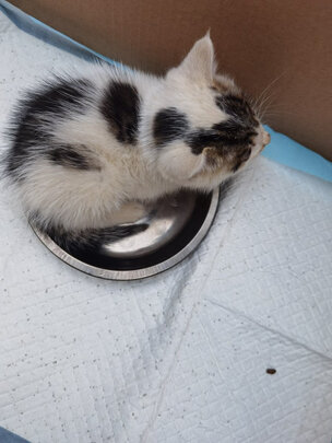 猫碗狗碗