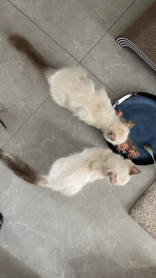 猫粮罐头