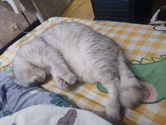 豆腐猫砂