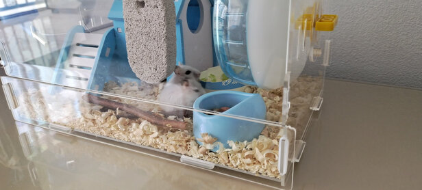 仓鼠水壶