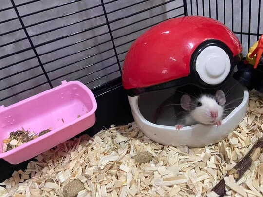 仓鼠粮食