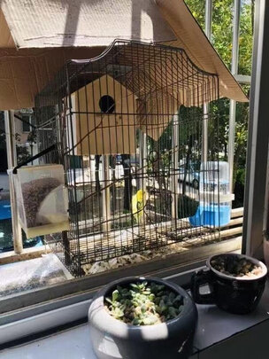 自动喂食器