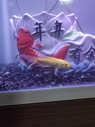 鱼缸清洁盐