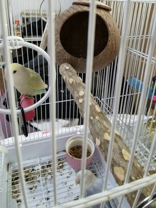 鸟笼
