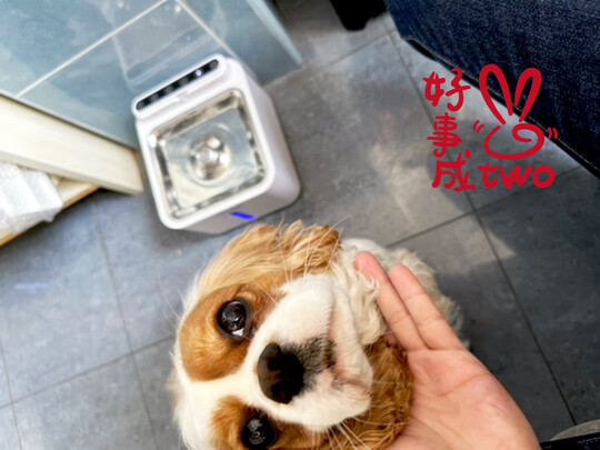 宠物饮水机