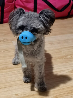 狗狗嘴套