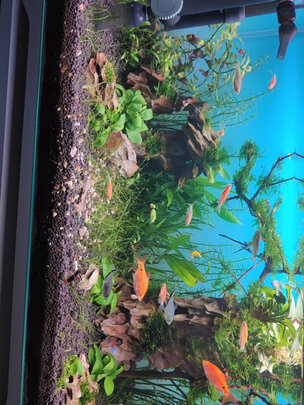 水草泥