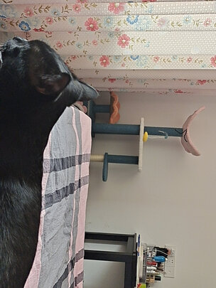 猫爬架