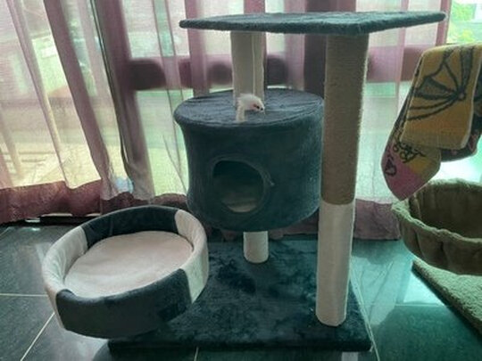 猫爬架
