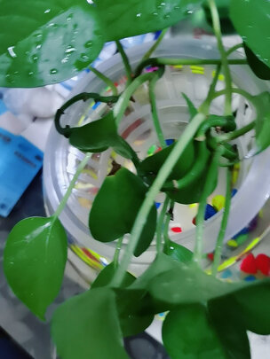 桌面鱼缸