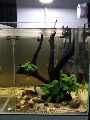 鱼缸刮藻刀