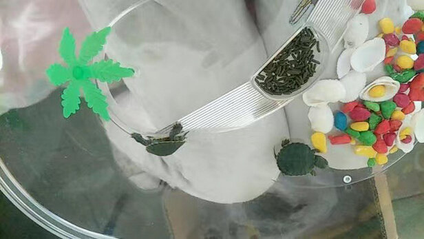 乌龟缸