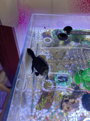 乌龟缸