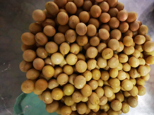 黄豆