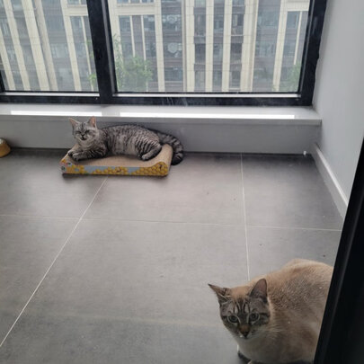 猫窝