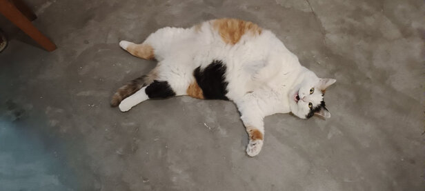 膨润土猫砂
