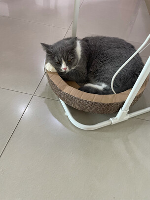 猫抓板