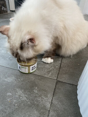 猫罐头