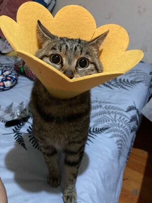 猫项圈